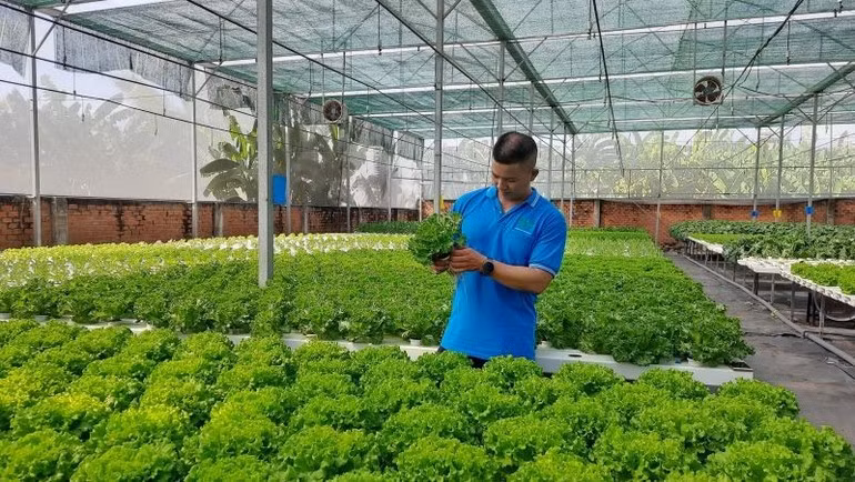 Grâce à cette combinaison entre transformation numérique et agriculture circulaire, la coopérative Tuan Ngoc devient un modèle exemplaire de production agricole durable à Hô Chi Minh-Ville. Photo : NDEL.