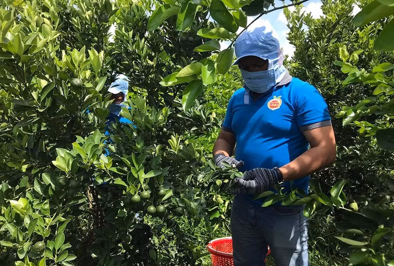 Récolte de citrons sans pépins de la coopérative de fruits biologiques OCOP. Photo : NDEL.