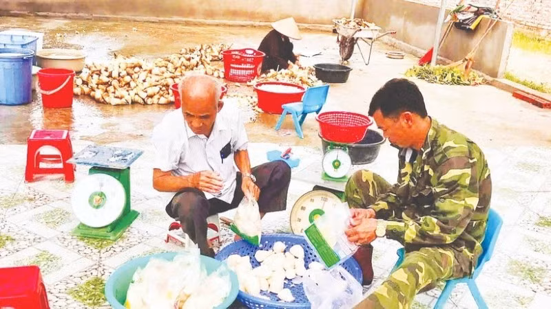 Les pousses de bambou produites par la coopérative Ngoc Chau dans la commune de Ngoc Thien, province de Bac Ninh, aident des locaux à sortir de la pauvreté. Photo : NDEL.