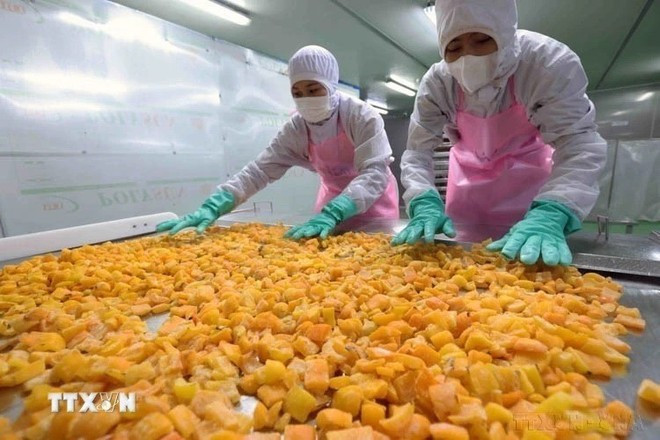 Dans le secteur agricole, les exportations ont généré environ 18,3 milliards de dollars au premier semestre, soit une progression de 16,8 % en glissement annuel. Photo : VNA.