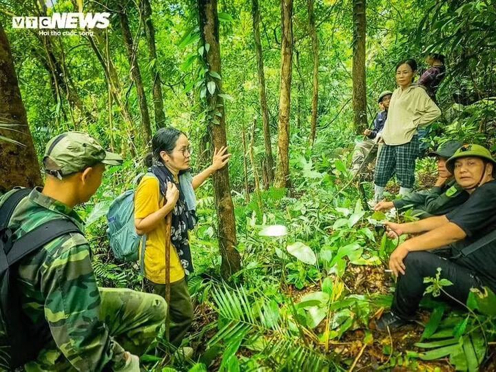Après près de deux heures de marche à travers les pentes escarpées, les ruisseaux et les sous-bois denses, l'équipe atteint le peuplement de théiers sauvages centenaires de la commune de Duong Hoa, dans la province de Quang Ninh. Photo : https://vtcnews.vn/