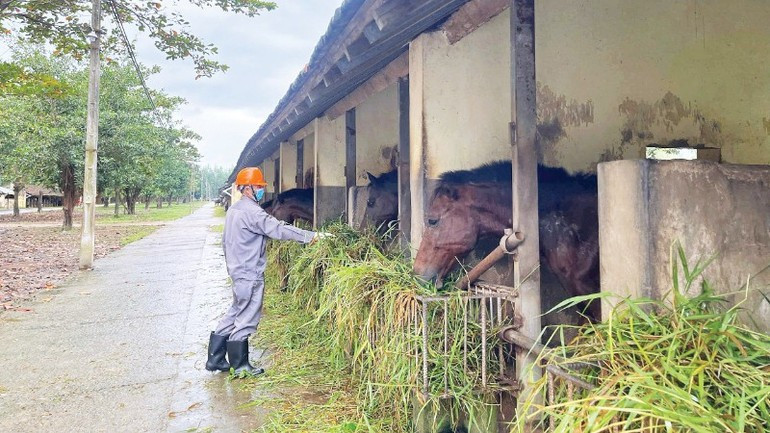 Un coin des écuries. Photo : NDEL.