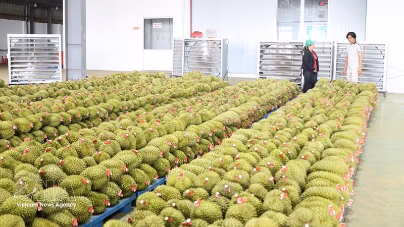 La ville de Dong Nai prévoit d'atteindre une production de 360 000 tonnes de durians d'ici 2030. Photo : VNA. 