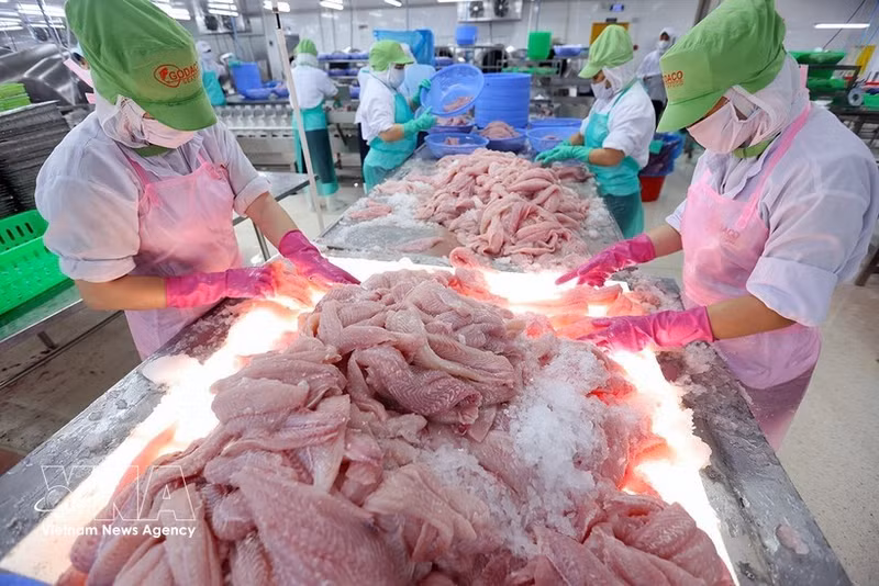 Tri et surgélation de filets de pangasius destinés à l'exportation dans l'usine de la Société par actions Go Dang, située dans l'ancienne province de Tiên Giang. Photo : VNA.