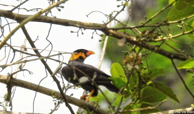 L’un des rares yểng (Gracula religiosa) capturé par un piège photographique dans la réserve naturelle de Dakrông. Photo : VNA