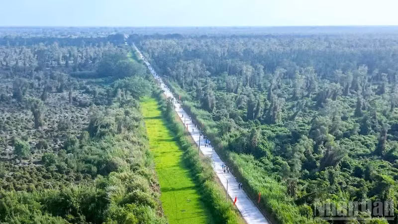 La majeure partie de la zone forestière de la région forestière d'U Minh Ha, dans la province de Ca Mau, est sous alerte incendie de niveau II à V. Photo : NDEL