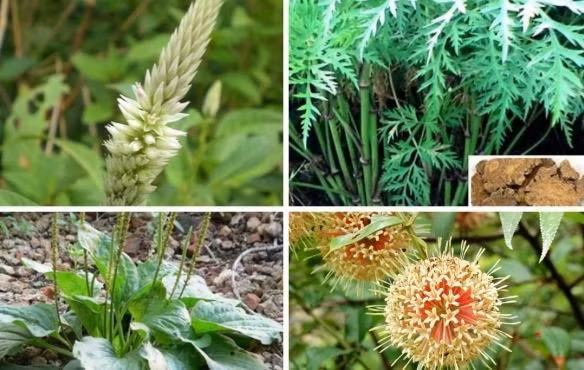 Photo d'illustration : VGP.