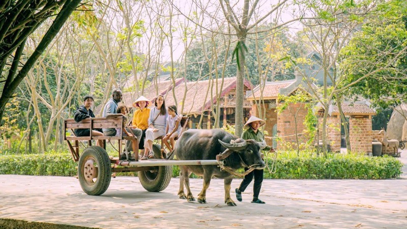 Chaque promenade en charrette à bœufs emmène les touristes le long des chemins de village, à travers les champs et les séchoirs à linge…Photo : NDEL