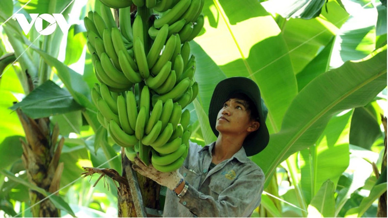 La nouvelle variété de bananes développée par Unifarm présente un taux de résistance allant jusqu’à 98 %, mais sa commercialisation est retardée par des procédures d’homologation longues et complexes pour la protection des obtentions végétales. Photo : VOV.