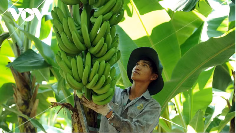 La nouvelle variété de bananes développée par Unifarm présente un taux de résistance allant jusqu’à 98 %, mais sa commercialisation est retardée par des procédures d’homologation longues et complexes pour la protection des obtentions végétales. Photo : VOV.