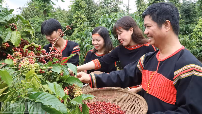 Grâce à la culture du café, les agriculteurs de la province de Dak Lak bénéficient d'une vie de plus en plus prospère. Photo : NDEL.