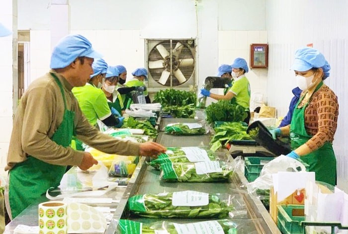 L’emballage de produits dans la coopérative de fruits et légumes de Chuc Son. Photo : hanoimoi.com.vn