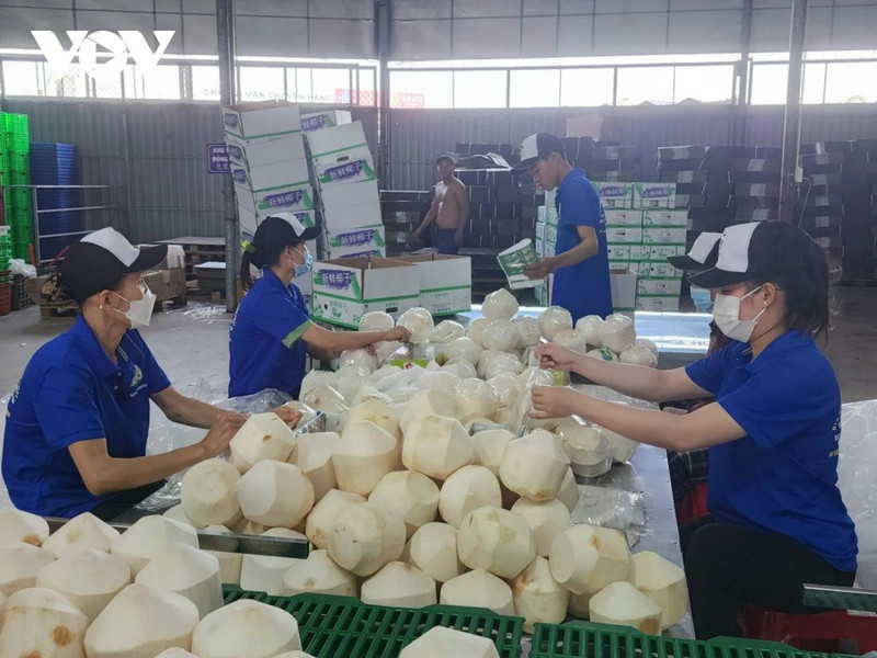 Des noix de coco emballées pour exporter vers la Chine. Photo : VOV.