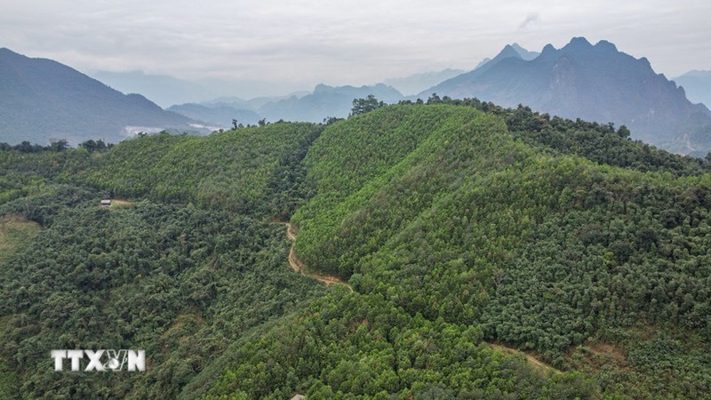Le Vietnam recevra 5 millions de dollars entre septembre et octobre, provenant du transfert supplémentaire d'un million de tonnes de CO2 à la Banque mondiale. Photo : VNA.