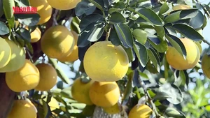 Van Giang, « capitale » des kumquats et des pomelos ornementaux, est prête pour le marché du Têt