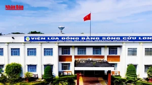 L’Institut de recherche sur le riz du delta du Mékong, un centre national de la science du riz