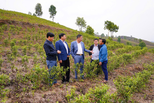 M. Duong Dinh Duc (au centre) inspecte les plantations de thé à Tan Uyen M. Duong Dinh Duc (au centre) inspecte les plantations de thé à Tan Uyen