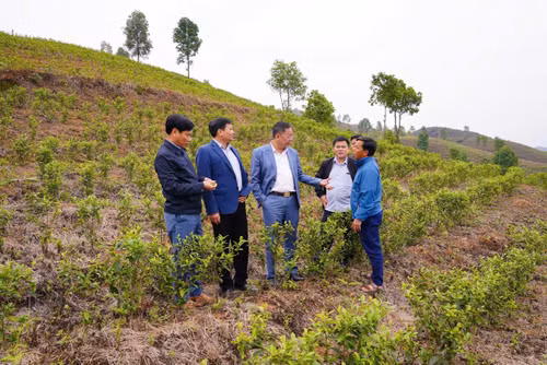 M. Duong Dinh Duc (au centre) inspecte les plantations de thé à Tan Uyen