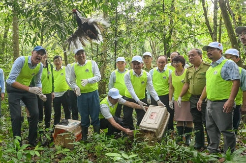 Les délégués relâchent huit faisans argentés rares dans le parc national de Cuc Phuong.Photo : Thai Ba. Les délégués relâchent huit faisans argentés rares dans le parc national de Cuc Phuong.Photo : Thai Ba.