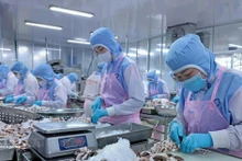 Les exportations vietnamiennes de calmars et de poulpes ont dépassé 111 millions de dollars au cours des deux premiers mois de 2026. Photo : VNA 