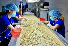 Usine de pré‑traitement de noix de cajou pour l’exportation, société Hoang Son 1 (province de Dong Nai).