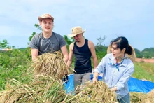 Dans les champs dorés du hameau de Hai Tien, les deux voyageurs ont été initiés, faucille en main, à la coupe manuelle du riz