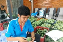 Un membre de la coopérative GAP de Cu Lao Gieng appose une étiquette de traçabilité sur des mangues destinées à l’exportation.