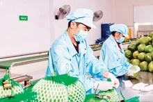 Conditionnement de fruits destinés à l’exportation chez Vina T&T Group. Photo : Minh Anh.