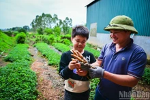 Dans les années 1970, le ginseng Nam du mont Danh avait pratiquement disparu. Ce produit de luxe, autrefois offert aux rois, n’existait plus que dans la mémoire orale des anciens ou les quelques archives oubliées. Il avait presque été effacé de la conscience collective locale.