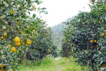 Le Nouvel An lunaire (Têt) 2026 approche, marquant le début de la principale saison de récolte des oranges de Thuong Loc. Photo: VNA.