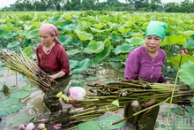 Les champs de lotus, matière première du fil de lotus, ont contribué à améliorer la rentabilité agricole des paysans.