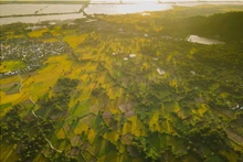 Les rizières dorées d’An Giang en pleine récolte