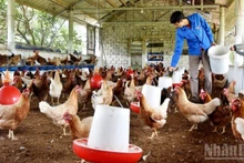 Selon le rapport du ministère de l’Agriculture et de l’Environnement, le cheptel de volailles a augmenté de 3,6 % au cours des huit premiers mois de 2025.