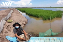 Transition verte et économie circulaire dans l’aquaculture du delta du Mékong