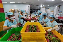 Les exportations des fruits et légumes vietnamiensse maintiennent autour de 50 millions de dollars par mois, signe d’une dynamique durable.