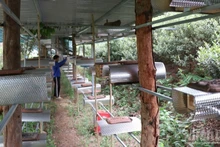 Des ruches d’abeilles sans dard installées et aménagées de manière professionnelle dans le village apicole de Bac Ai Tay (Khanh Hoa). Photo : Nguyen Trung.