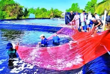 Les entreprises exportatrices doivent assurer la transparence de leur chaîne d’approvisionnement et concentrer leurs investissements sur la transformation à haute valeur ajoutée. Photo : TBNH.