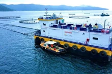 Aquaculture en mer : le Vietnam accélère sa transition verte