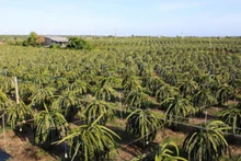De nombreux cultivateurs de la province de Binh Thuan utilisent des lampes LED pour la culture du fruit du dragon.