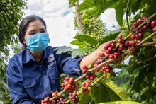 Le café vietnamien à la conquête de l’Europe du Nord : la durabilité comme condition incontournable
