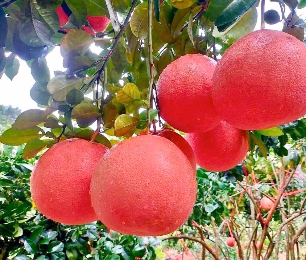 « Ma famille cultive le pamplemousse depuis des décennies, mais cette année les commandes arrivent bien plus tôt », raconte Nguyen Van Tu, propriétaire d’un verger de longue date à Luan Van, tout en resserrant les sacs de protection autour des fruits. Sur plus de quatre hectares, son verger devrait produire environ 10 000 fruits, dont plus de la moitié sont déjà réservés par les négociants.