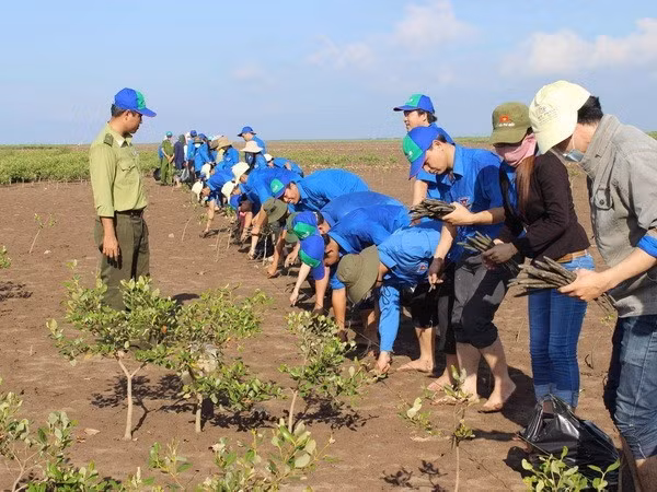 Des jeunes plantent des palétuviers dans la zone forestière côtière protégée. Photo : VNA.