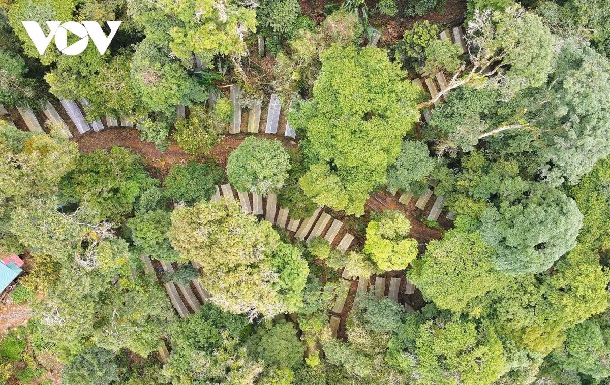Au cœur de la vaste forêt enveloppée de brume, la verdure du ginseng dans la vieille forêt rafraîchit non seulement l’espace, mais confirme aussi la valeur du « trésor national », une source de subsistance durable pour les populations des hautes terres.