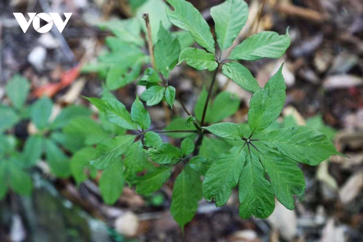Les feuilles de ginseng aux nervures distinctes et au vert vif témoignent d’une saison de croissance favorable.