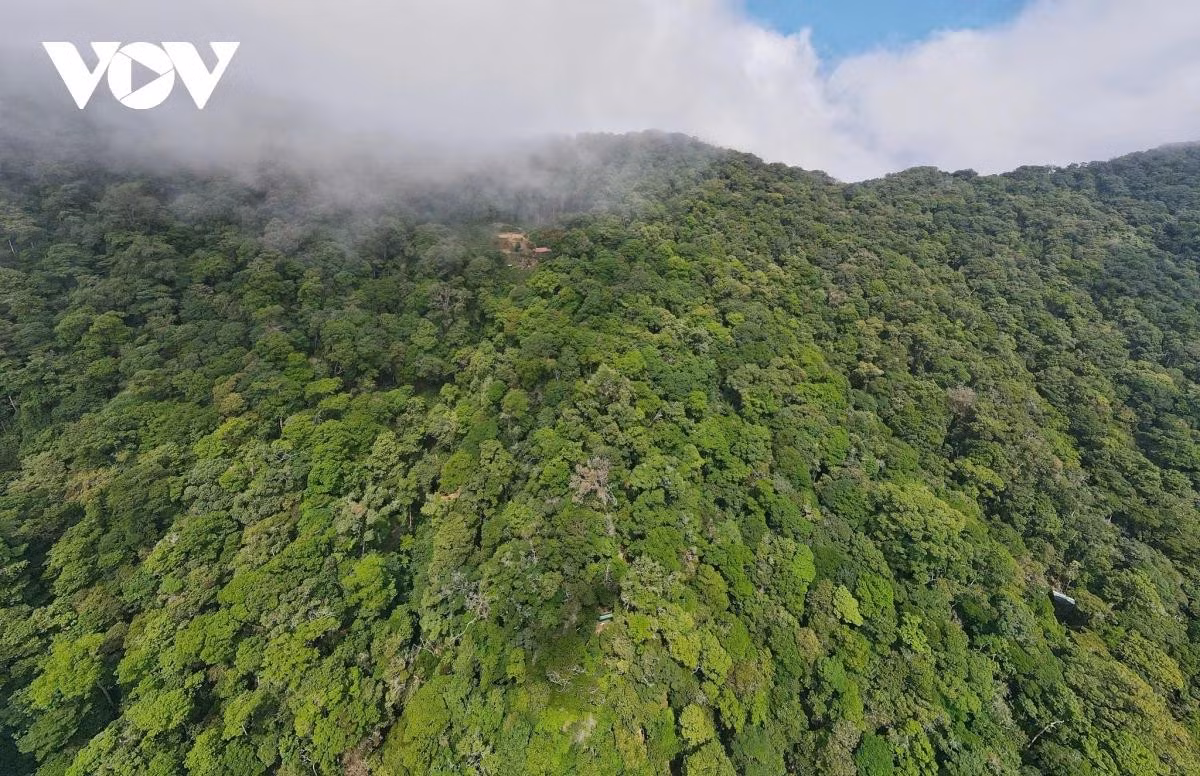 Au cœur de la vaste forêt enveloppée de brume, la verdure du ginseng dans la vieille forêt rafraîchit non seulement l’espace, mais confirme aussi la valeur du « trésor national », une source de subsistance durable pour les populations des hautes terres.