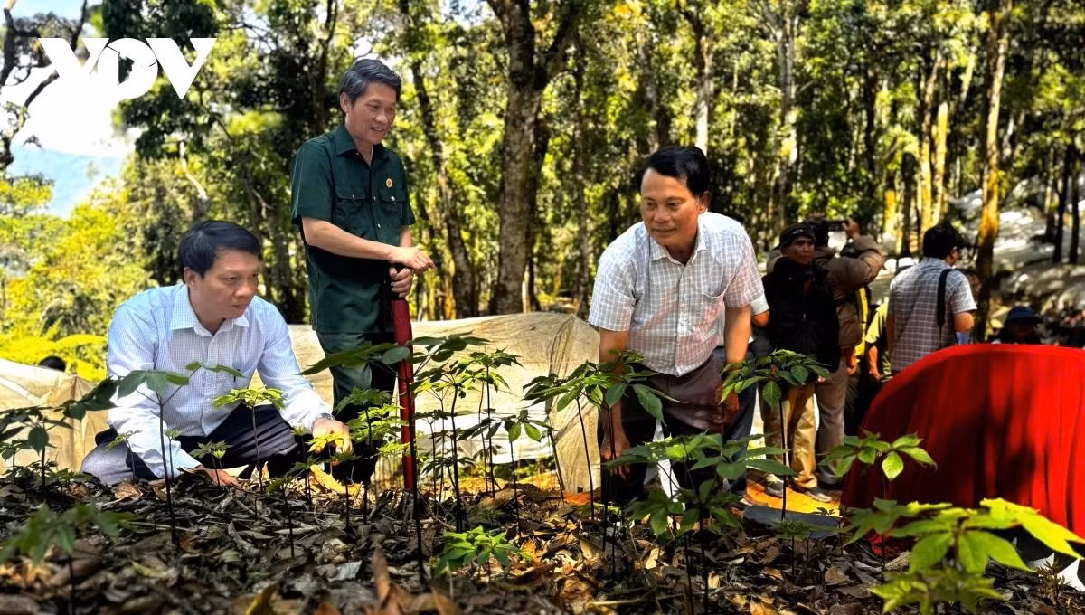 Les cultivateurs inspectent et soignent chaque plant, un patrimoine précieux au milieu de la vaste jungle.