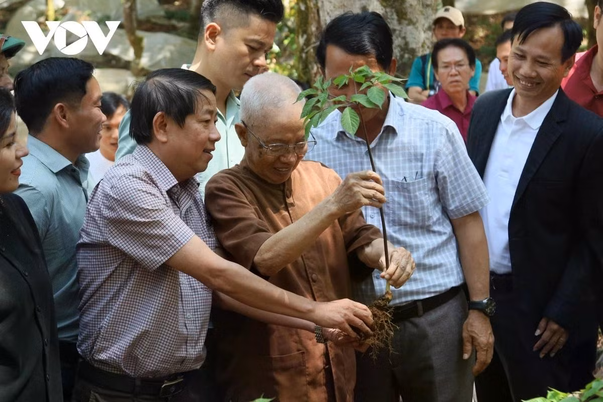 Le pharmacien Dao Kim Long en chemise marron, celui qui a découvert le ginseng sur le mont Ngoc Linh et désormais âgé de près de 90 ans, vient de retourner dans la région montagneuse de Ngoc Linh pour visiter les jardins de ginseng.
