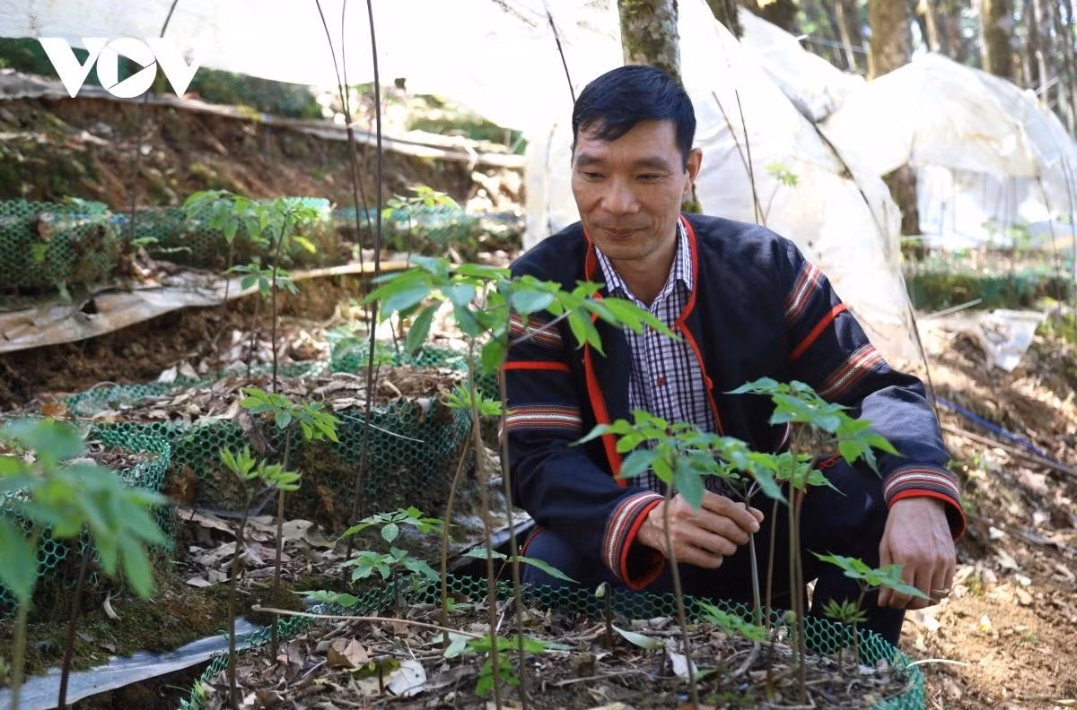 Monsieur Pham Xuan Quang, président du Comité populaire de la commune de Mang Ri, inspecte le jardin de ginseng.