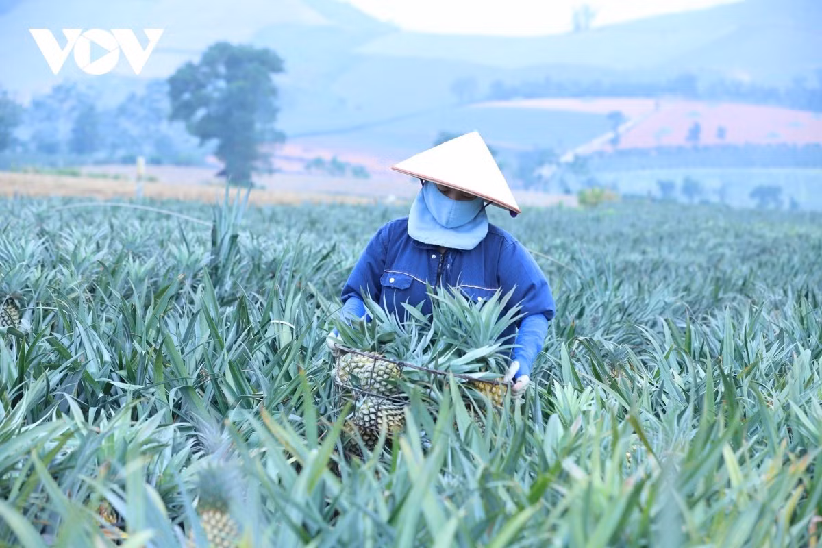 En moyenne, chaque ménage cultive environ un hectare, certains jusqu’à plusieurs dizaines. Chaque année, les entreprises de transformation signent des contrats d’achat direct avec les cultivateurs, fixant les délais de récolte, les normes de qualité et les volumes minimaux, garantissant ainsi un débouché stable.