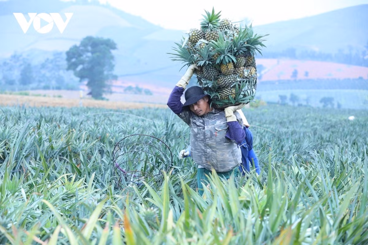 Les agriculteurs réceptionnent les paniers d’ananas dans les champs, les pèsent, puis les chargent sur des camions en direction de l’usine.